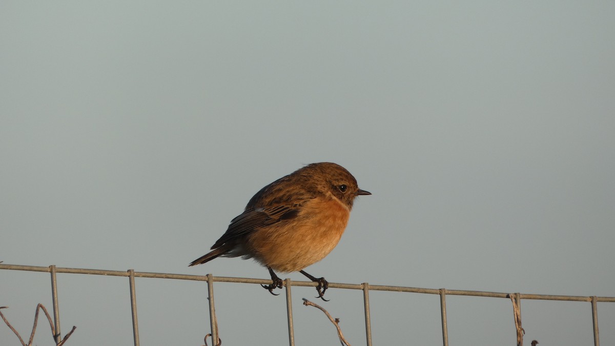 European Stonechat - ML454014301