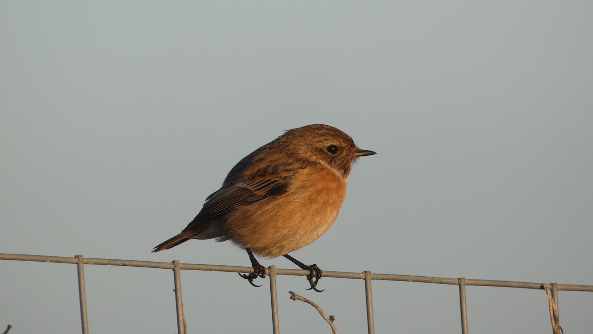 European Stonechat - ML454014331