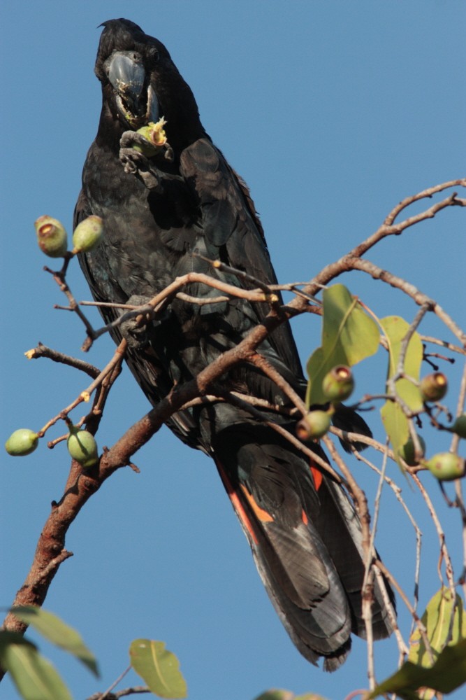 Red-tailed Black-Cockatoo - ML454014901