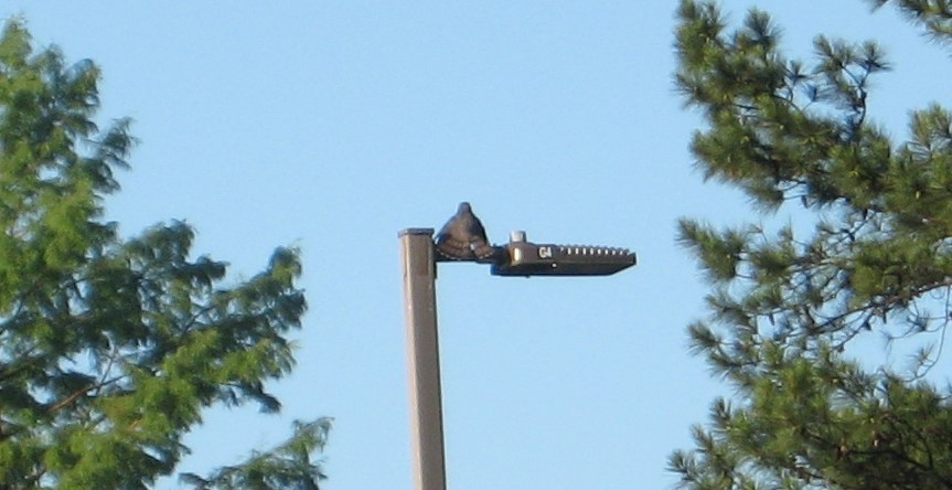 Cooper's Hawk - ML454014951