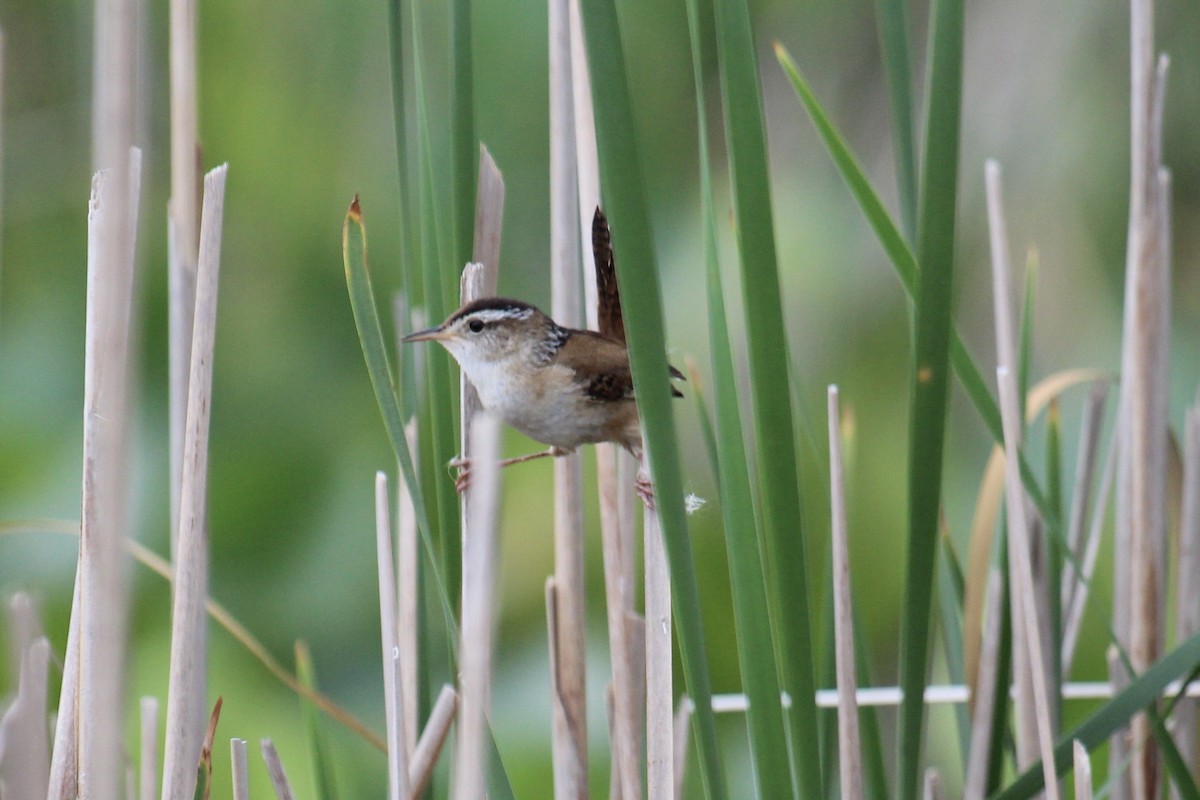 Marsh Wren - Al Wildrick