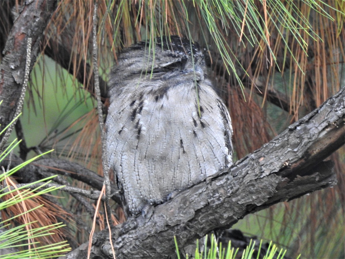 Tawny Frogmouth - ML454015041