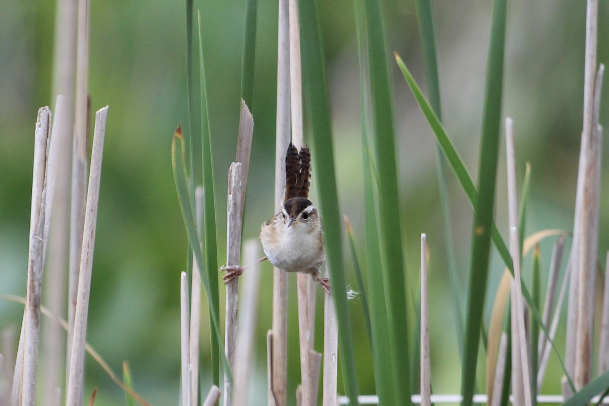 Marsh Wren - ML454015101