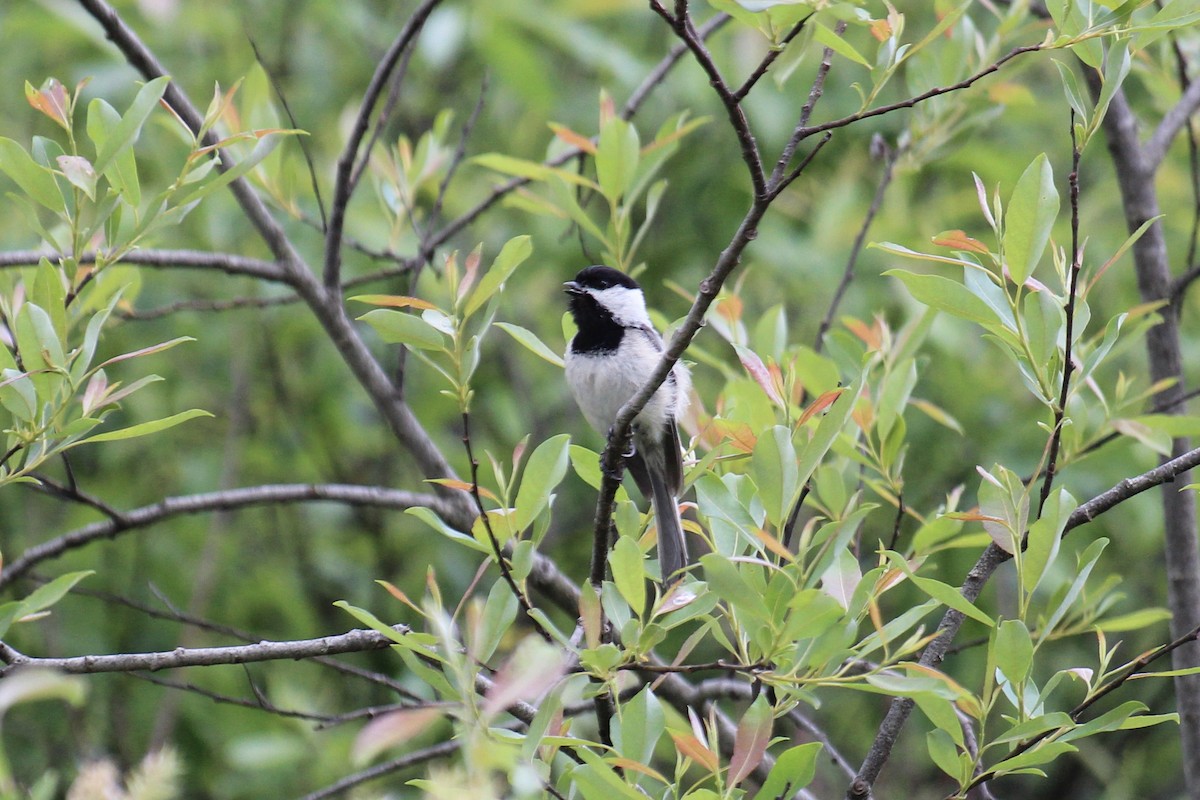 Black-capped Chickadee - Al Wildrick