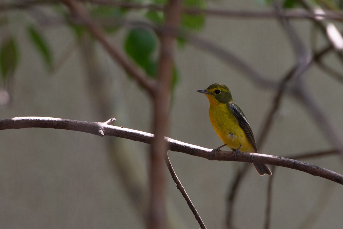 Green-backed Flycatcher - ML454016061