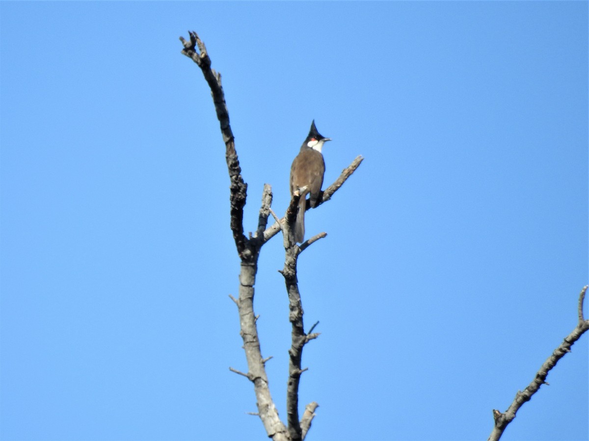 Red-whiskered Bulbul - ML454016401