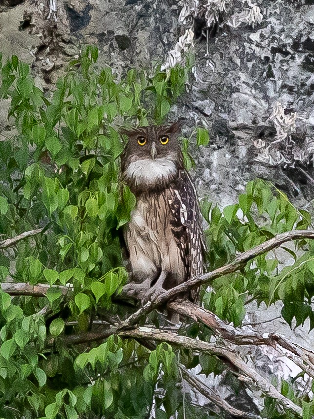 Brown Fish-Owl - ML454017141