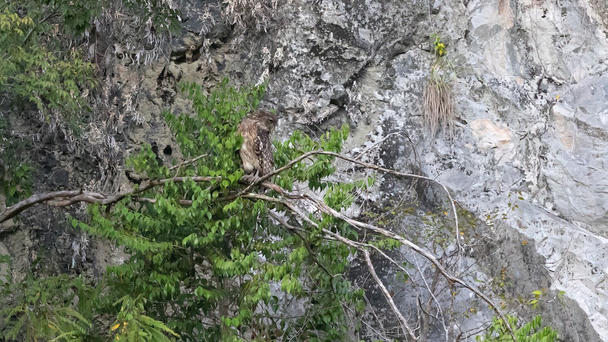 Brown Fish-Owl - ML454017181