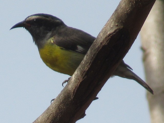 Bananaquit - ML454018631