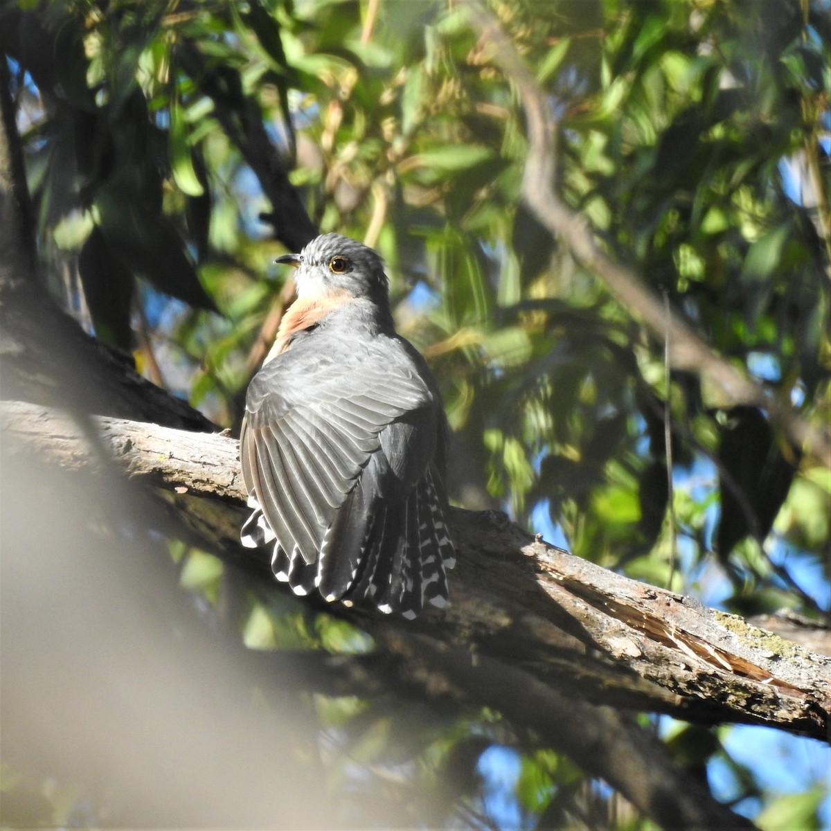 Fan-tailed Cuckoo - ML454018711