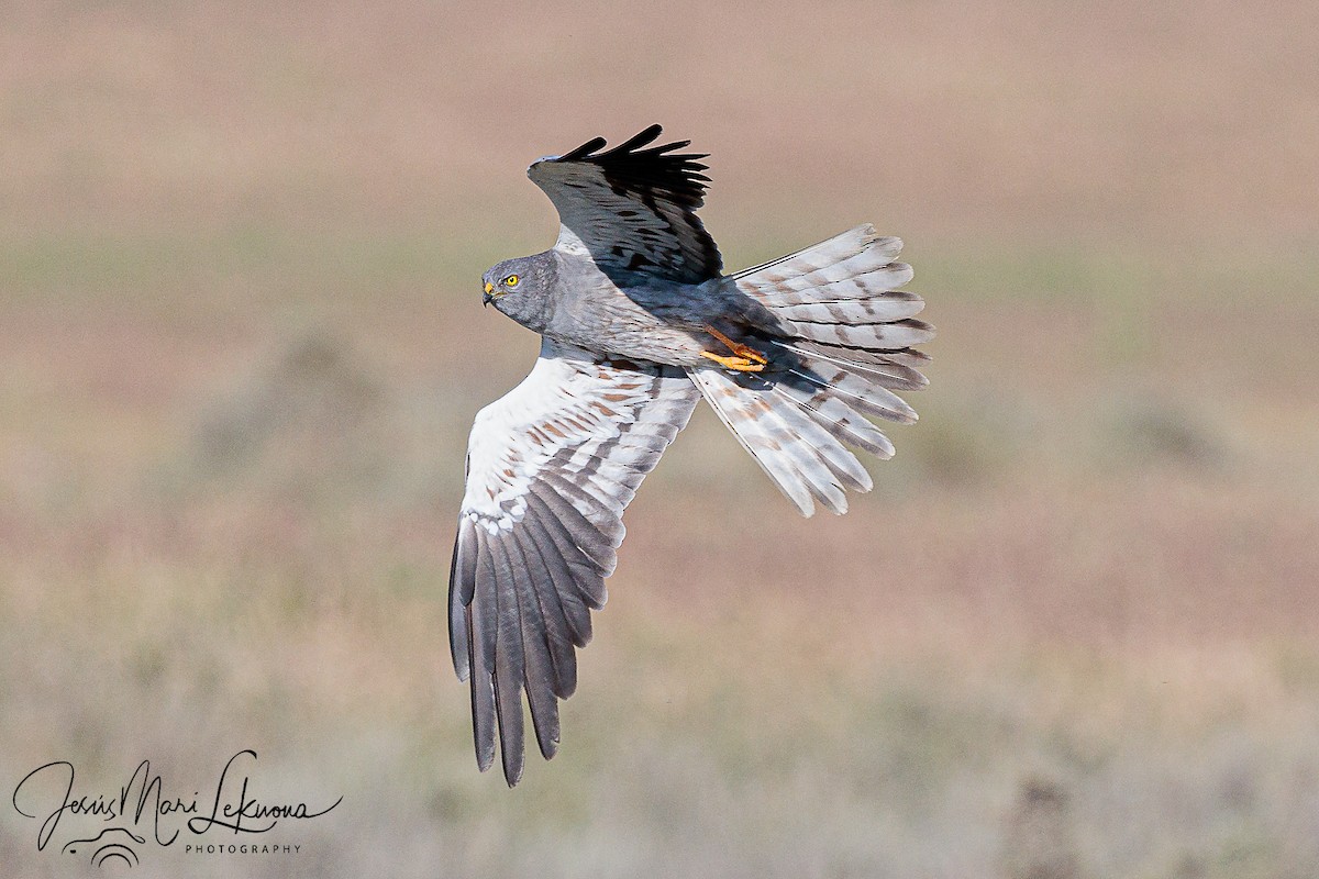 Montagu's Harrier - ML454018871