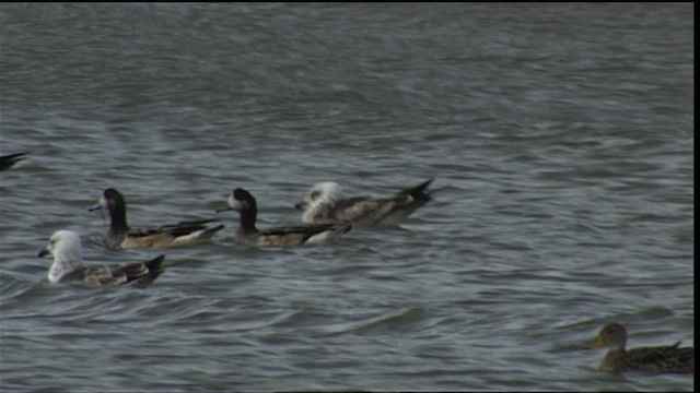 Chiloe Wigeon - ML454019