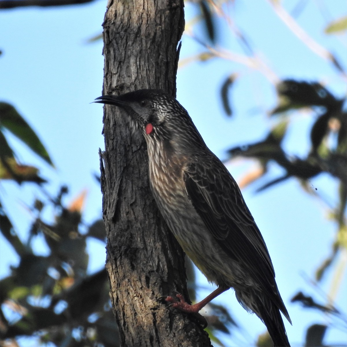 Red Wattlebird - ML454019211