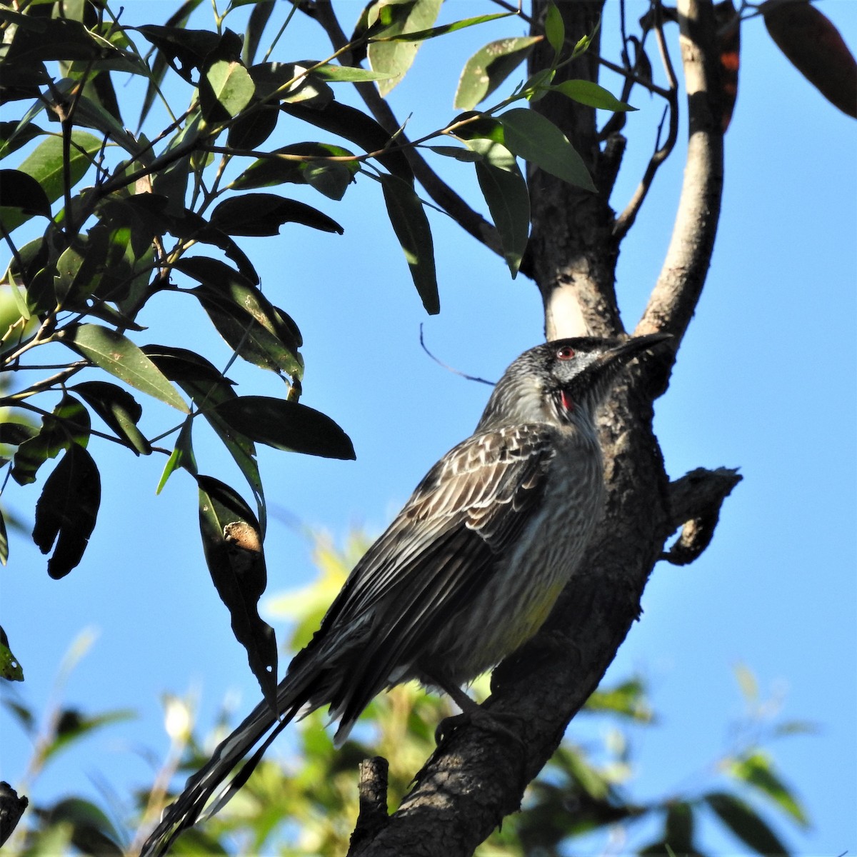 Red Wattlebird - David Eddington