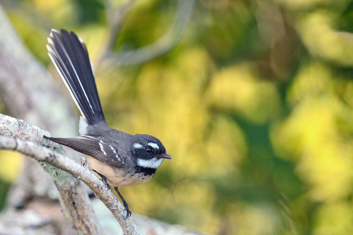 Gray Fantail (alisteri) - ML454019621