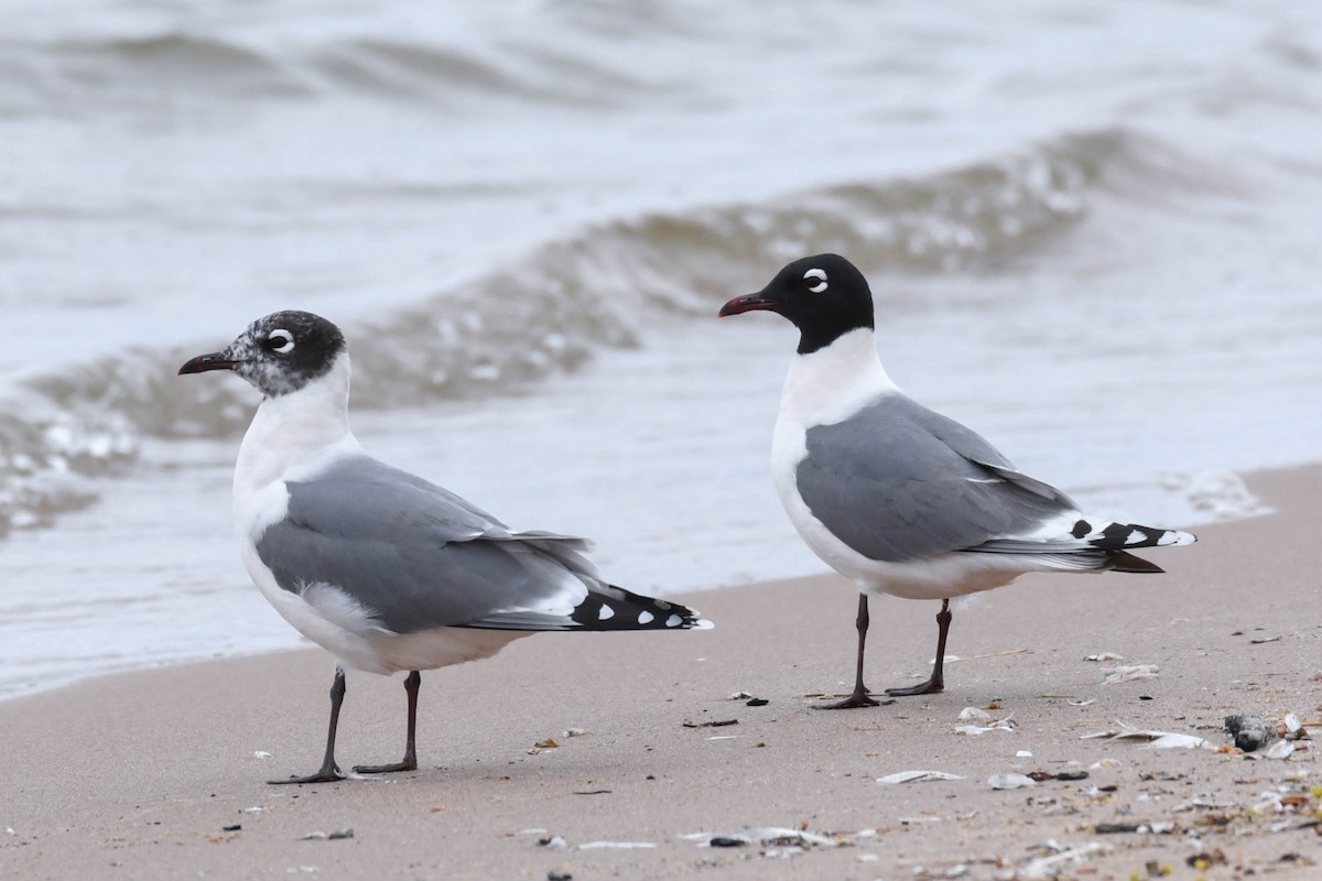 Franklin's Gull - Amar Ayyash