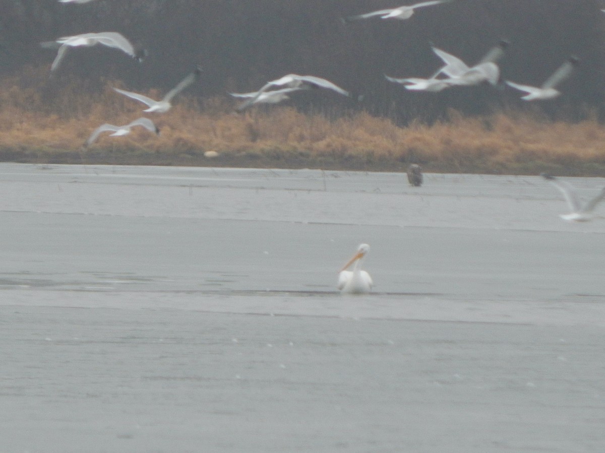 American White Pelican - ML454022551