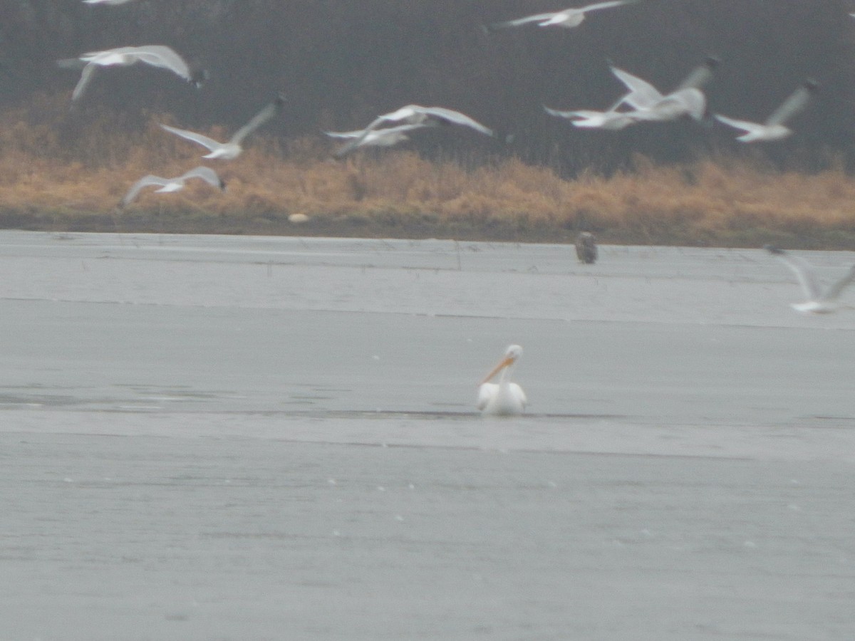 American White Pelican - Scott Coleman