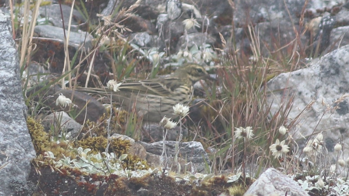 Rosy Pipit - ML454022581