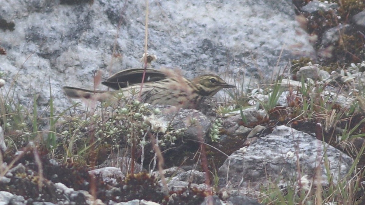 Rosy Pipit - Dibyendu Ash