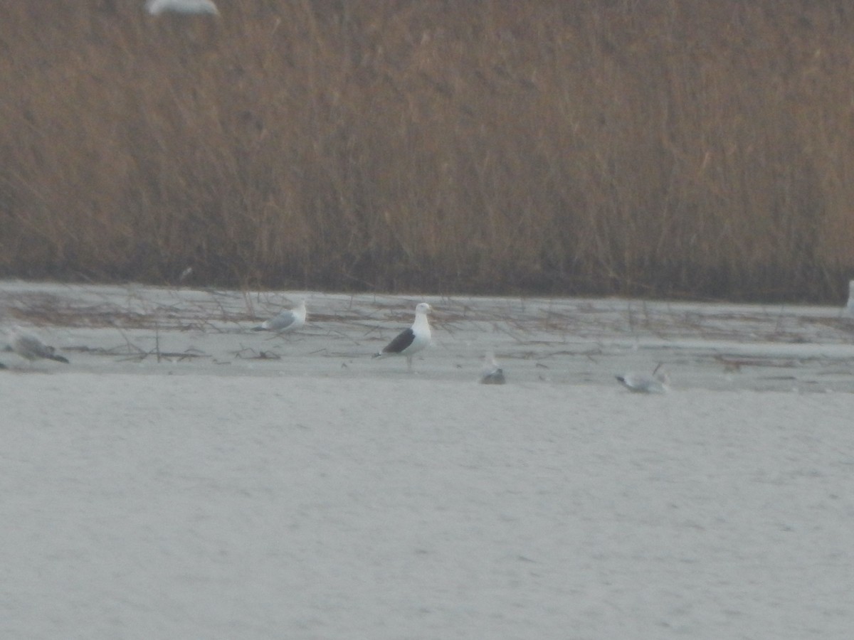 Great Black-backed Gull - ML454023051