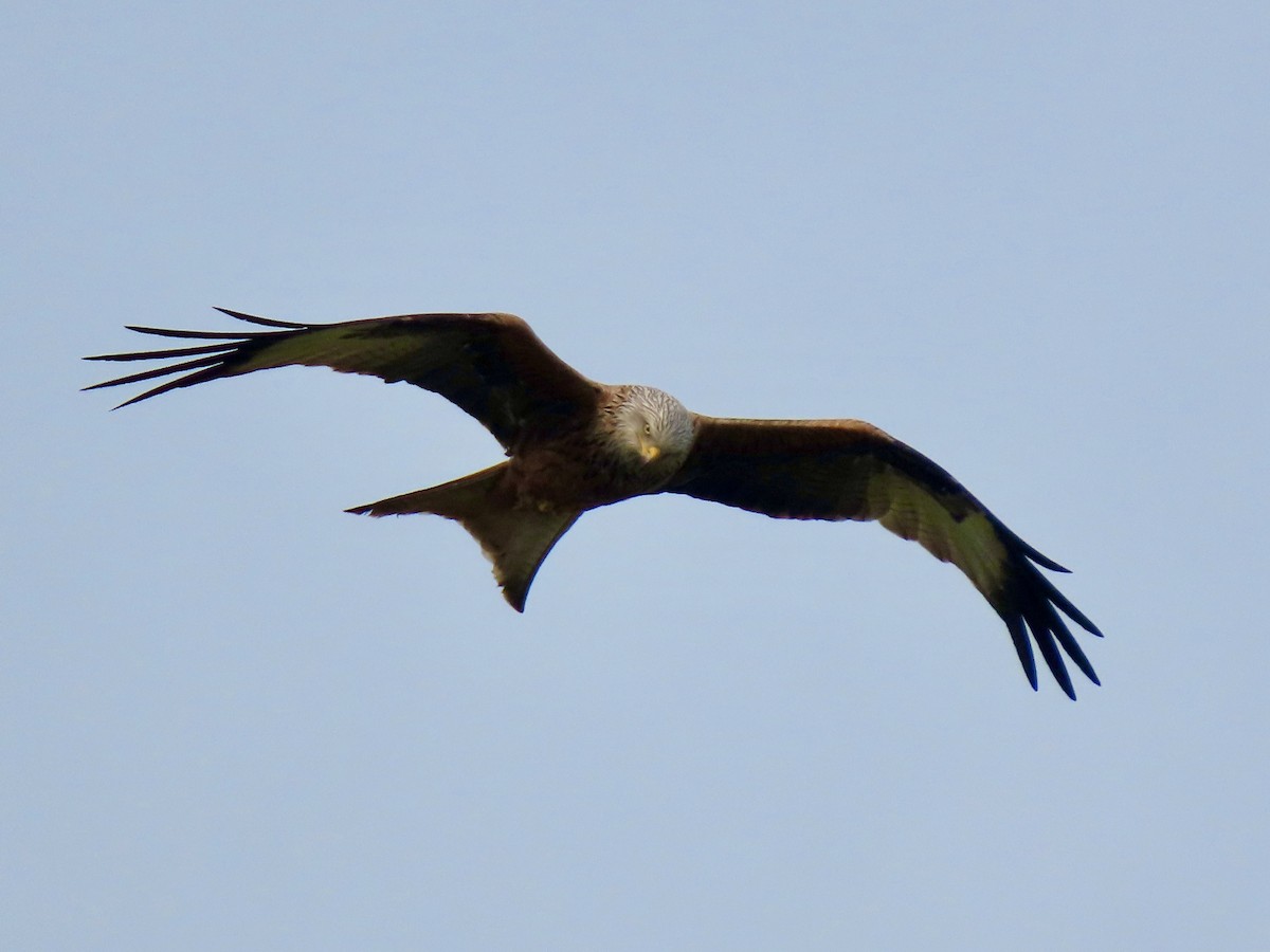 Red Kite - ML454023811