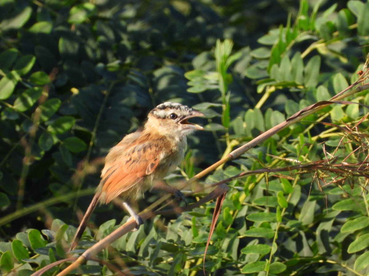 Marsh Tchagra (Anchieta's) - ML454024041