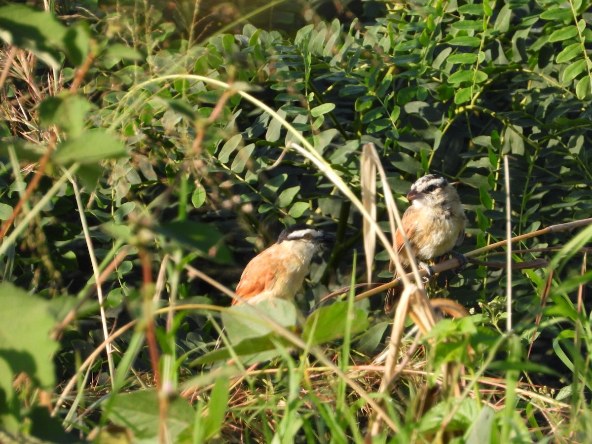 Marsh Tchagra (Anchieta's) - ML454024051