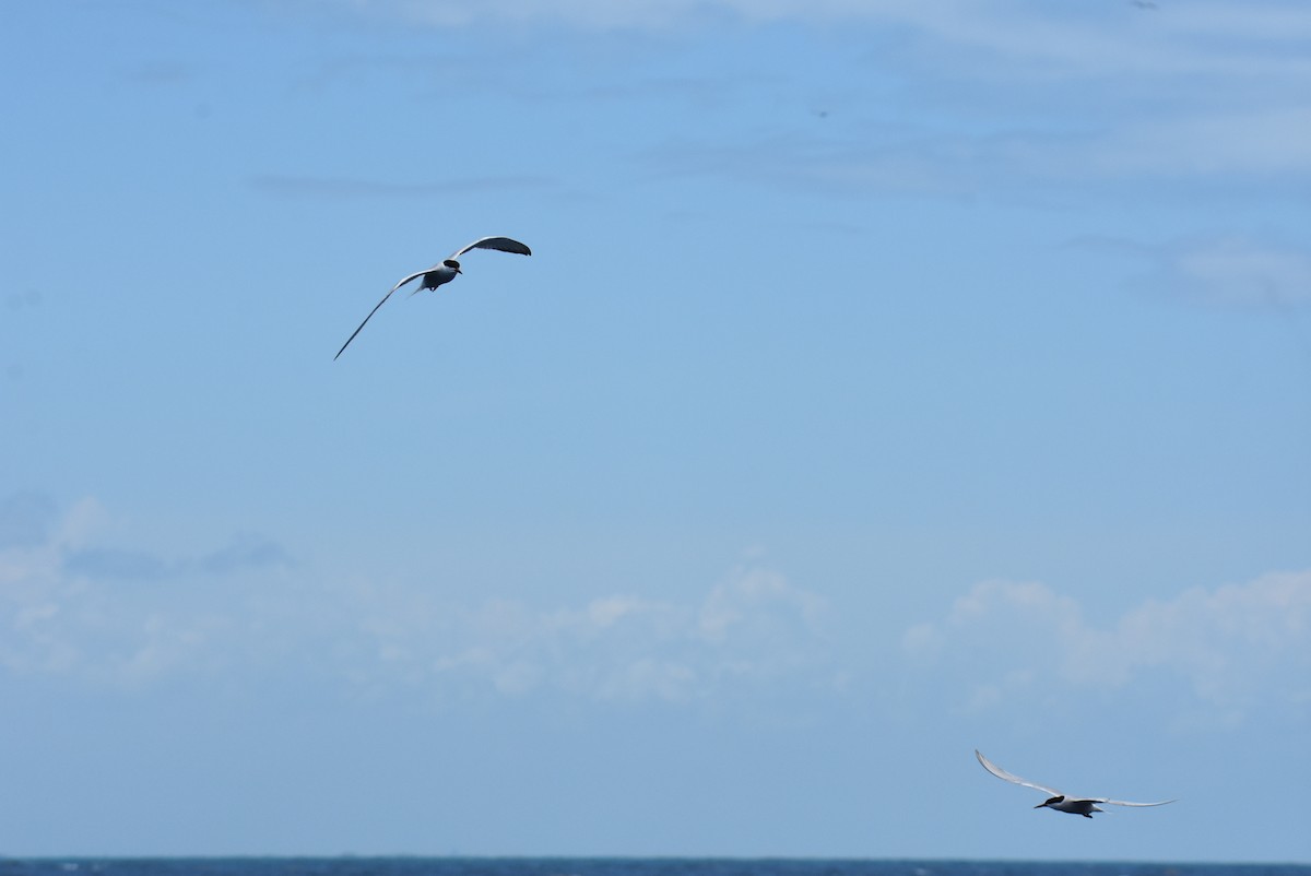 Common Tern - ML454025031