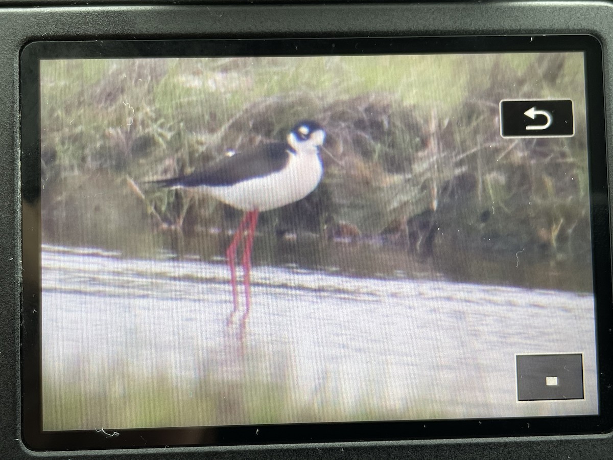 Black-necked Stilt - Sean  Salazar