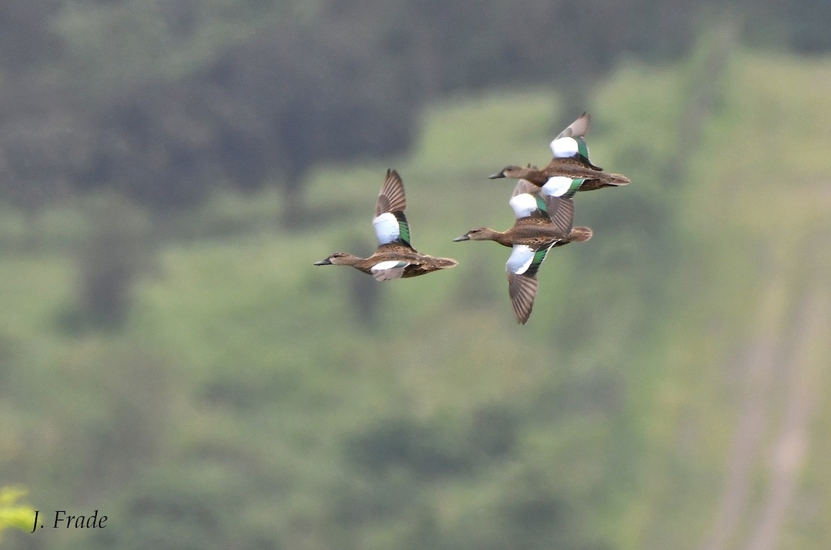 Blue-winged Teal - José Frade