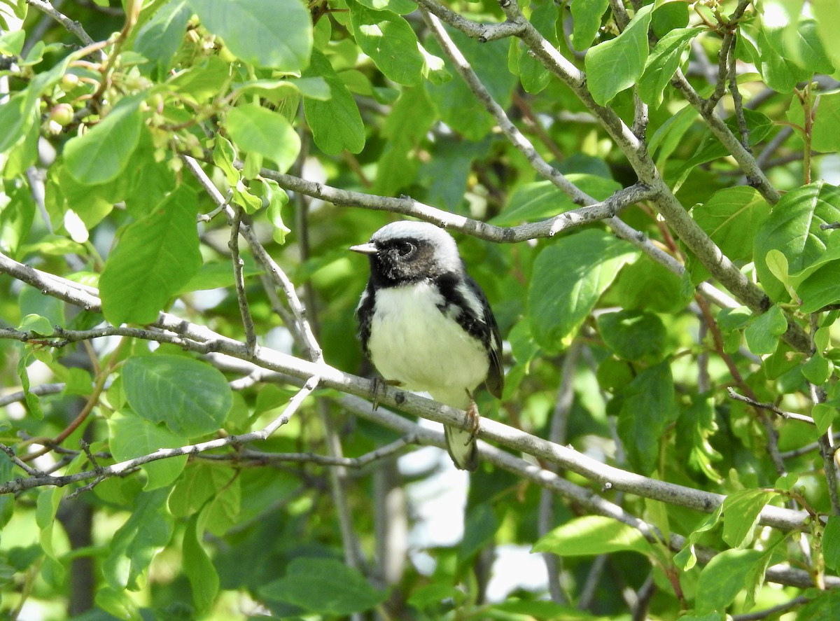 Black-throated Blue Warbler - ML454026691