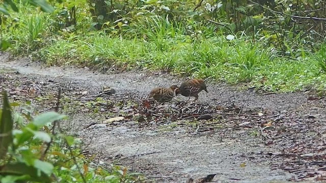 Hill Partridge - ML454026821