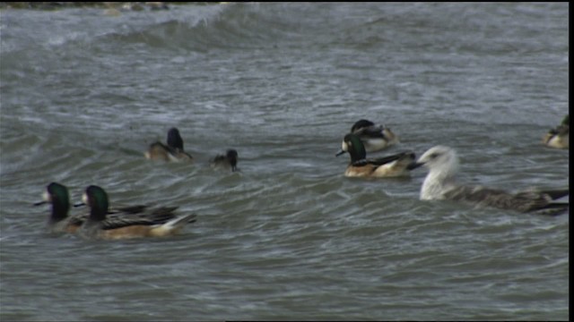 Chiloe Wigeon - ML454027