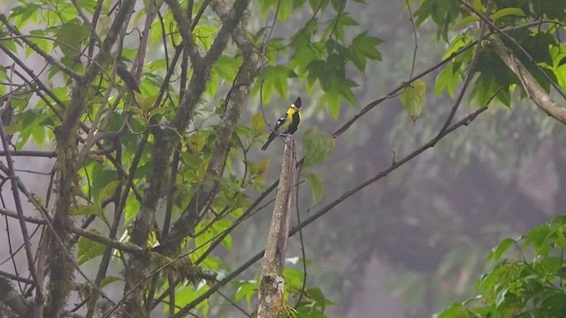 Mésange à dos tacheté - ML454027241