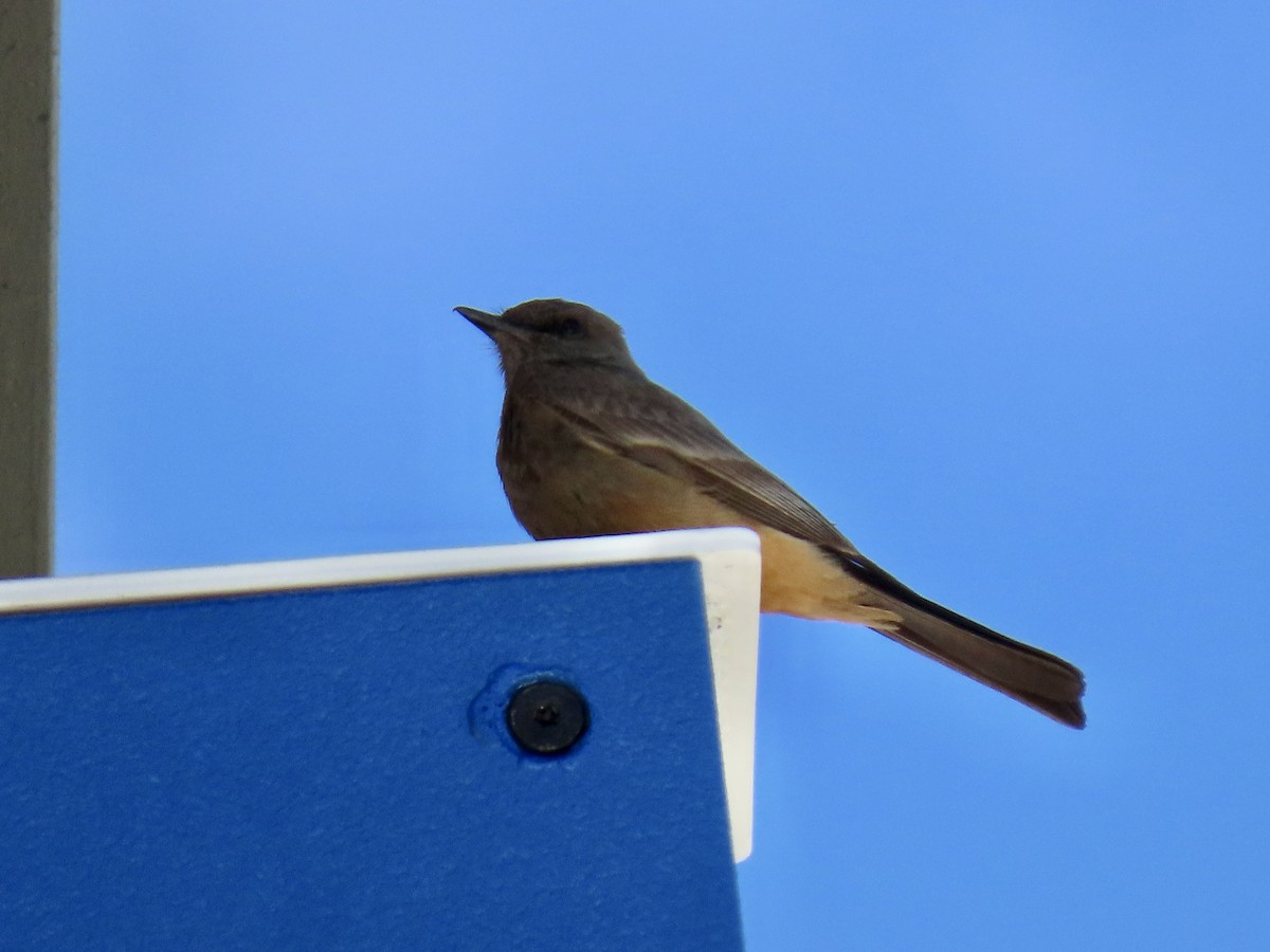 Say's Phoebe - ML454027391