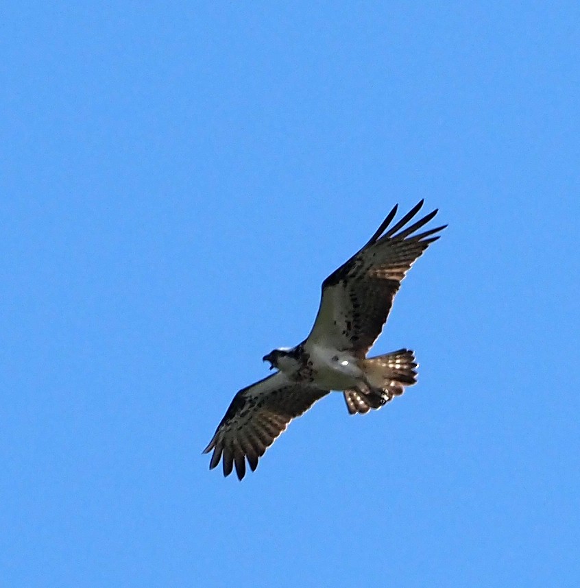 Osprey - ML454028101