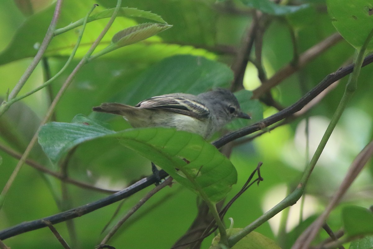 Southern Beardless-Tyrannulet - Ian Thompson