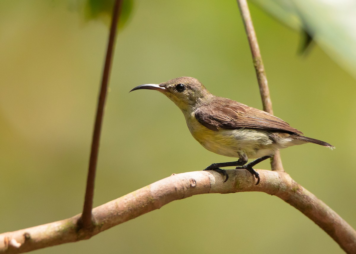 Van Hasselt's Sunbird - Ayuwat Jearwattanakanok