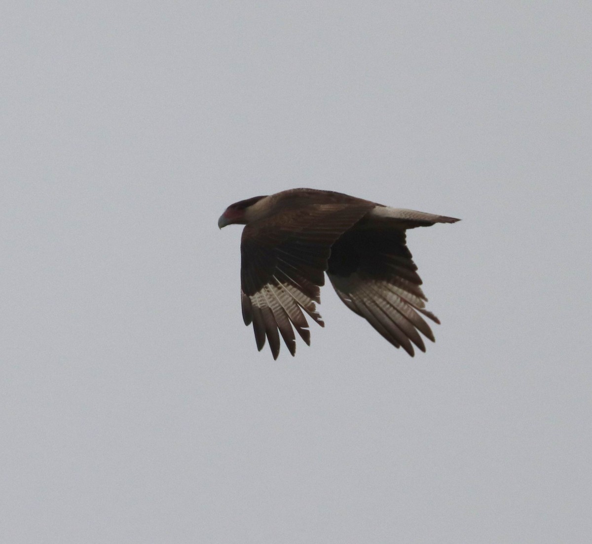 Crested Caracara (Northern) - ML454030411