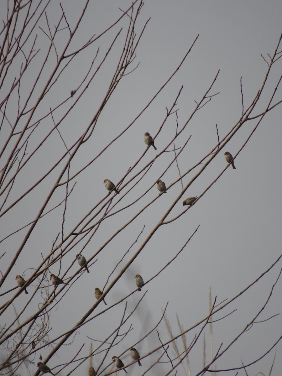 House Sparrow - ML454030841