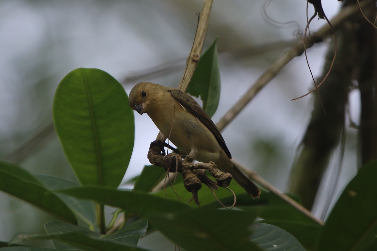 Lined Seedeater - ML45403131