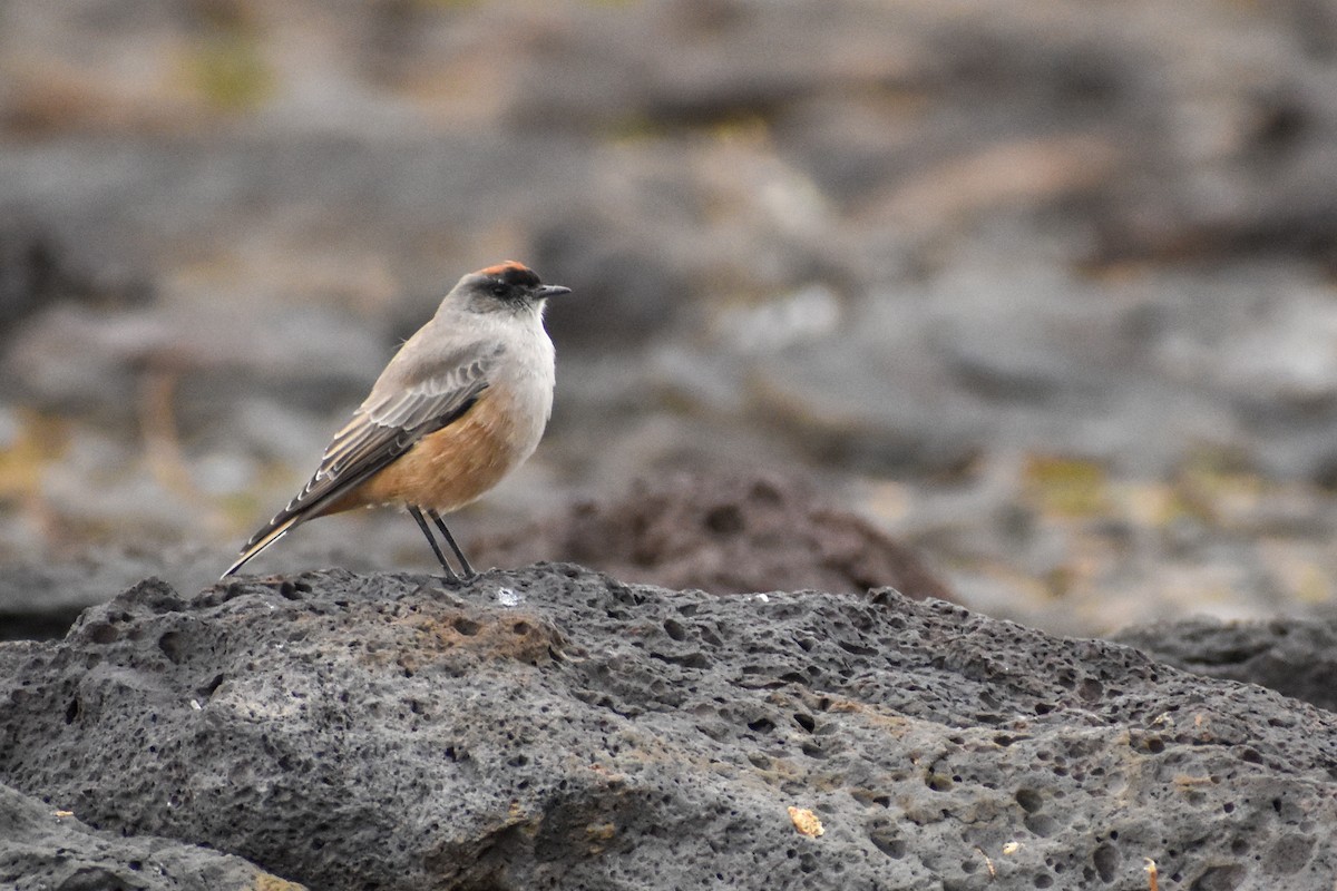 Cinnamon-bellied Ground-Tyrant - Ezequiel Racker