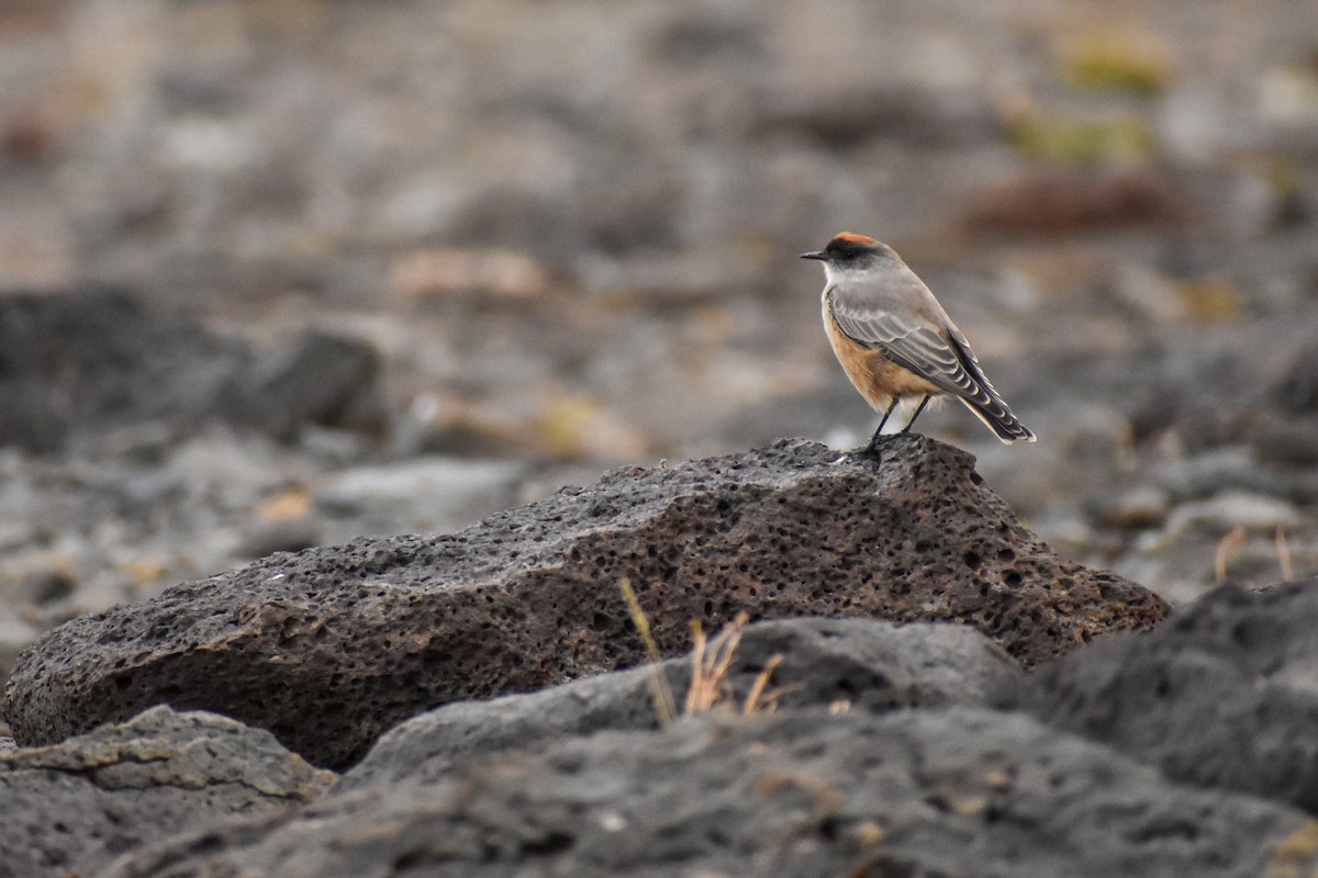 Cinnamon-bellied Ground-Tyrant - Ezequiel Racker