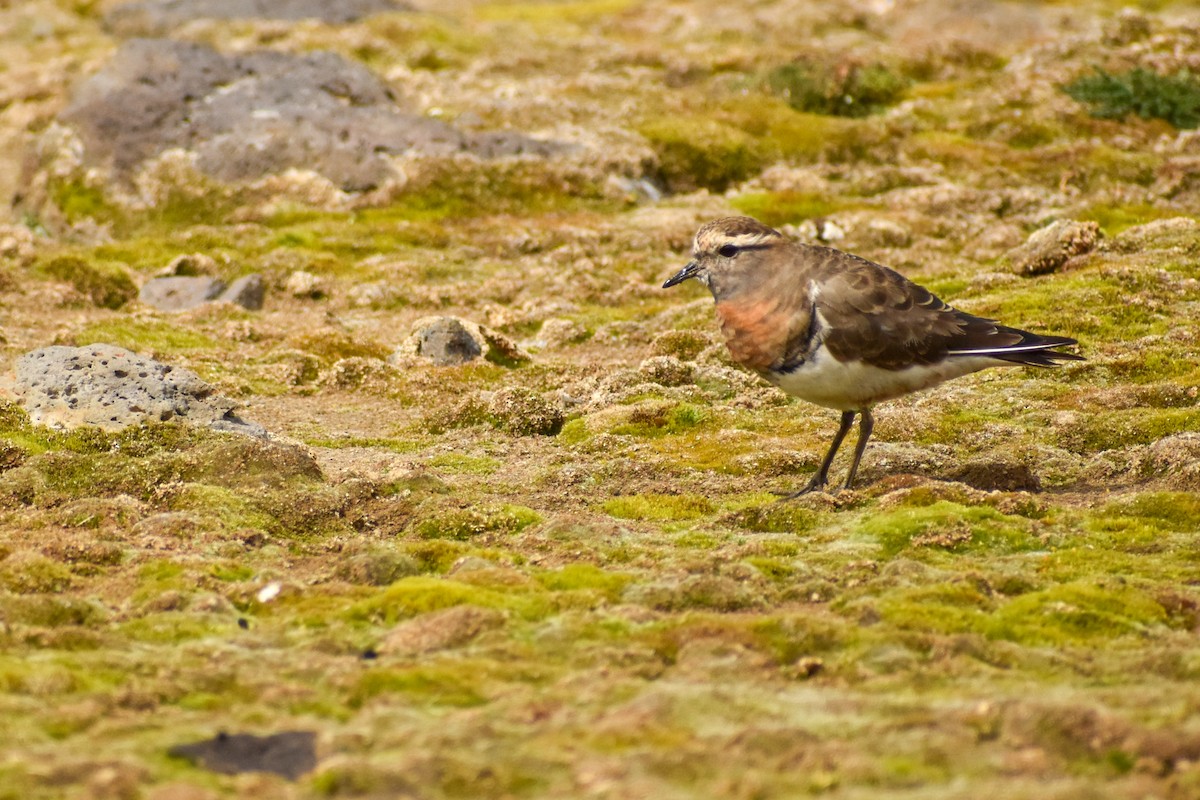 Rufous-chested Dotterel - ML454032391