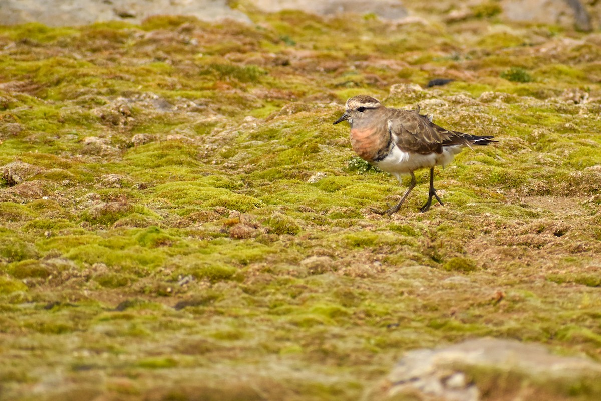 Rufous-chested Dotterel - Ezequiel Racker