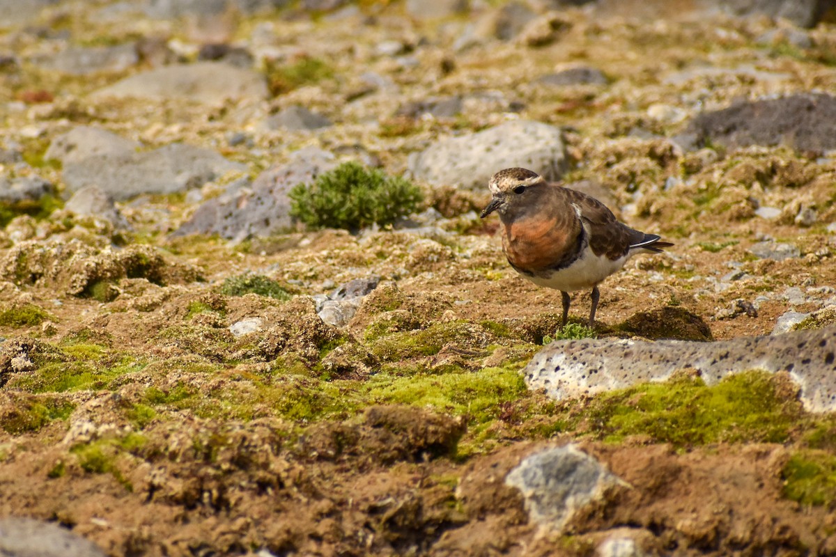 Rufous-chested Dotterel - Ezequiel Racker