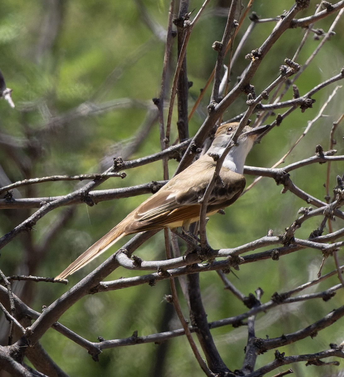 Brown-crested Flycatcher - ML454032851