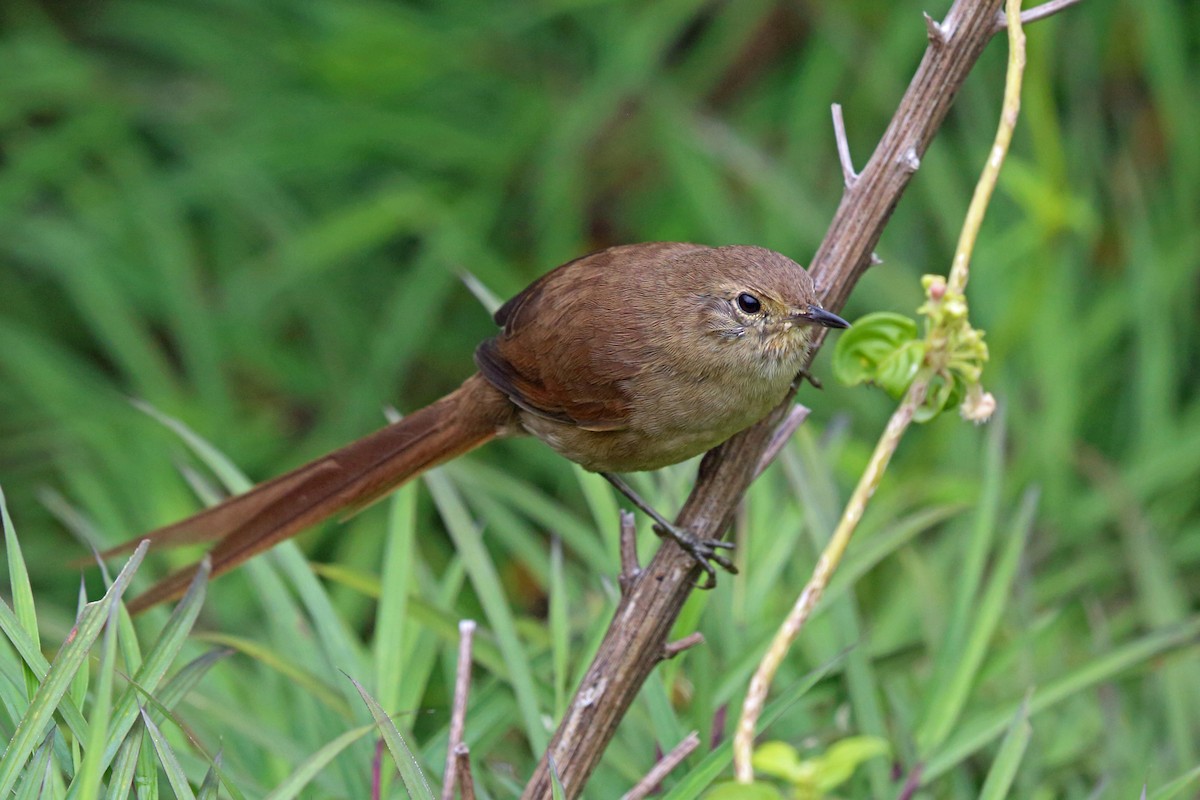 Itatiaia Spinetail - Nigel Voaden