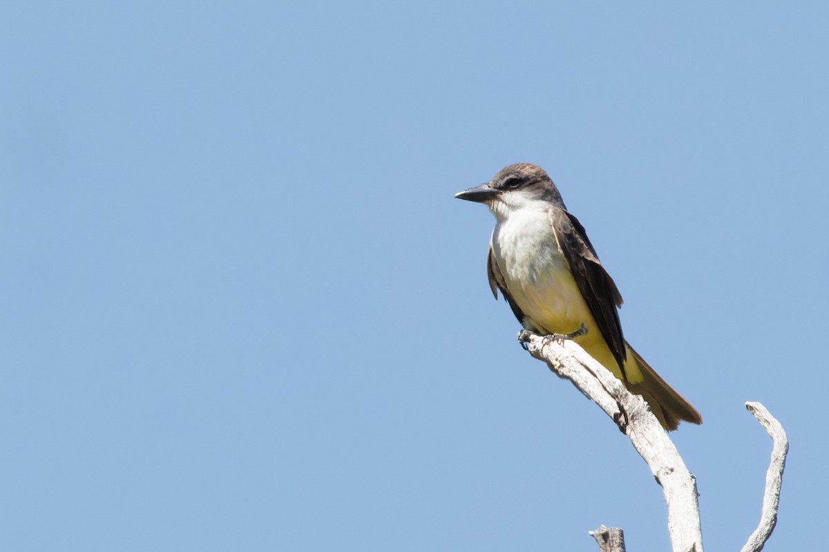 Thick-billed Kingbird - ML454033391